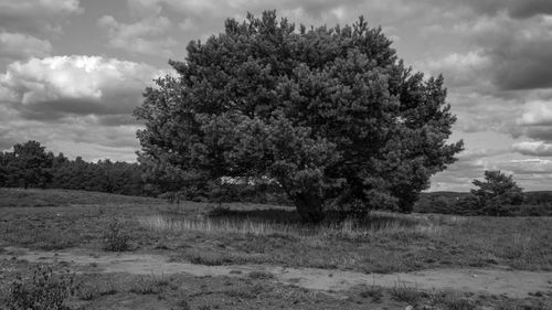 Trees on field against sky