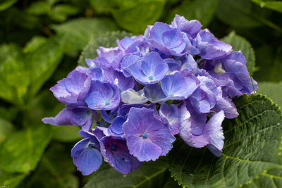 Close-up of purple flowering plant