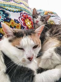 Close-up of cats resting on pillows