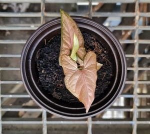 High angle view of potted plant leaves