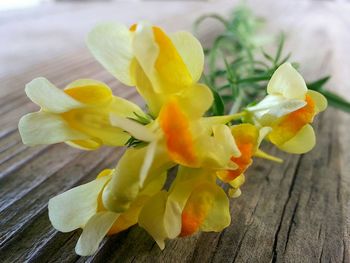 Close-up of yellow flower