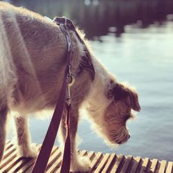 Close-up of a dog