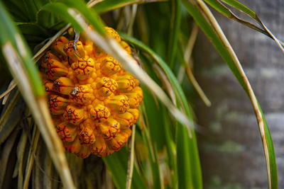 Close-up of pineapple