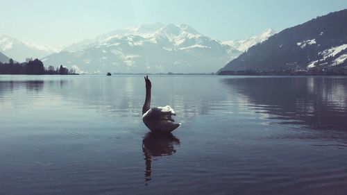 Rear view of swan in lake against mountain range
