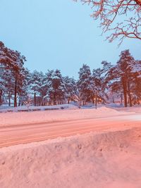 Trees on snow covered field against sky