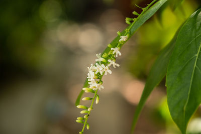 Close-up of flowering plant