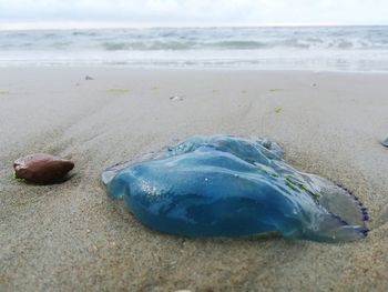 Close-up of shell on beach