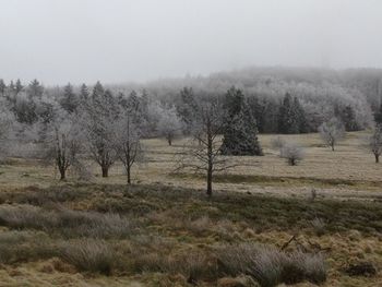 Bare trees on field