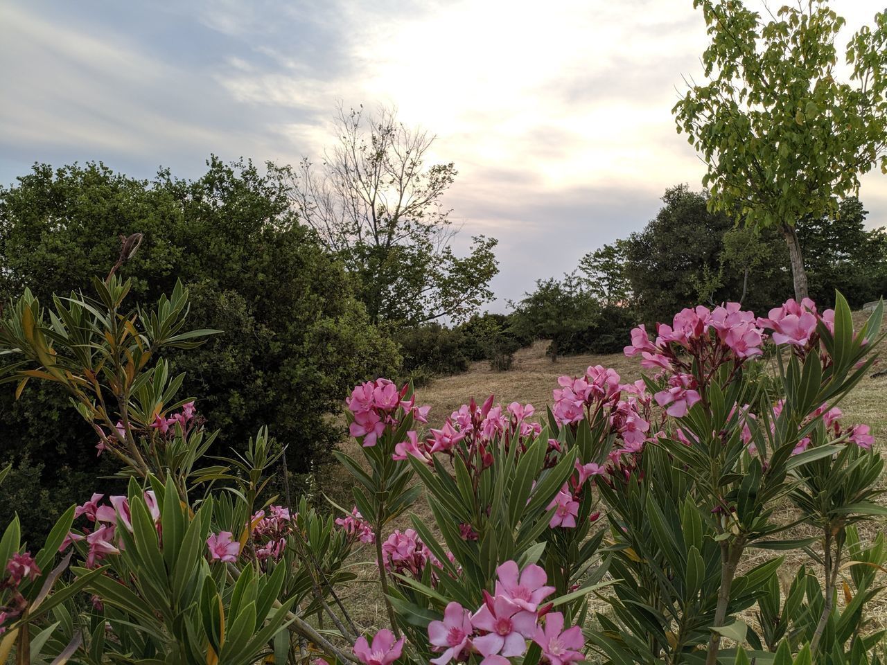 CLOSE-UP OF PINK FLOWERING PLANTS AND TREES AGAINST SKY