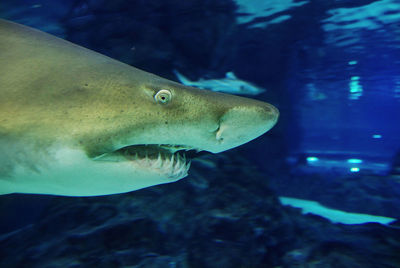 Shark in oceanarium