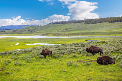 Horse grazing on field