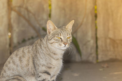 Portrait of cat sitting outdoors