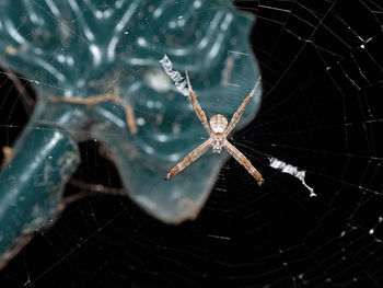 Close-up of spider on web