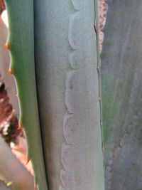 Close-up of tree trunk