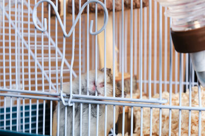 Cat looking away in cage