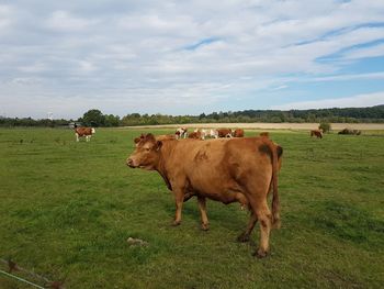 Cows in a field