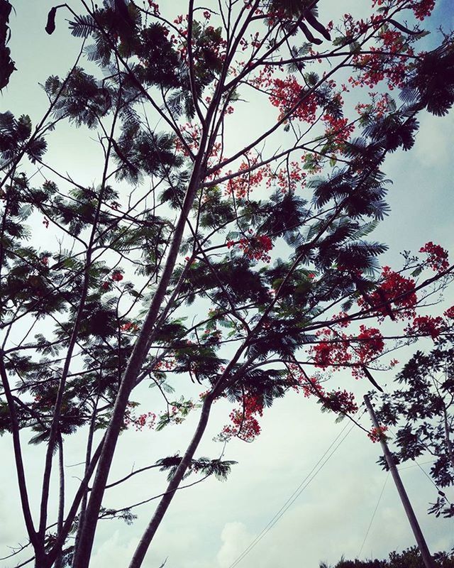 LOW ANGLE VIEW OF TREES AGAINST SKY