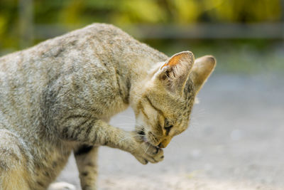 Close-up of a cat