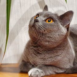 Close-up of a cat looking away