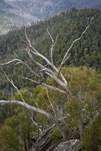 Bare tree in forest