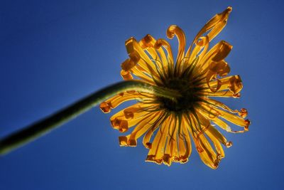 Close-up of flower against sky