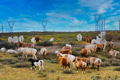 Sheep grazing on field against sky