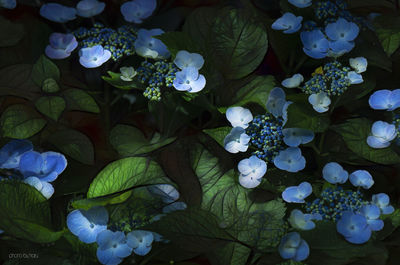 High angle view of white flowering plant