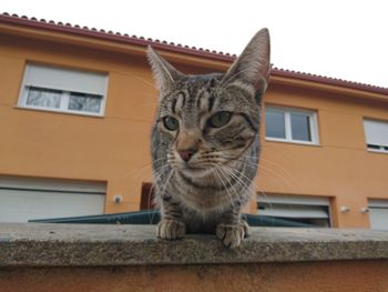 Low angle view of cat outside house