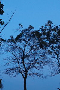 Low angle view of silhouette tree against clear blue sky