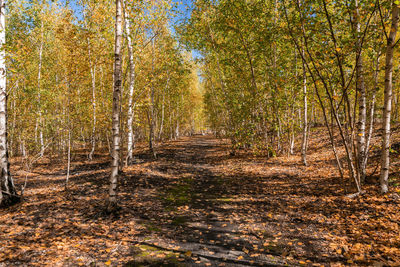 Trees growing in forest during autumn