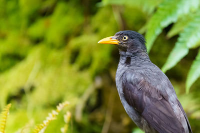 Close-up of bird perching on a tree