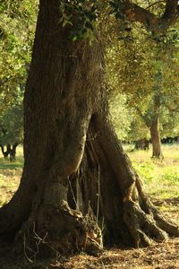 Trees in forest