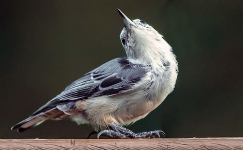 Close-up of bird perching on wood