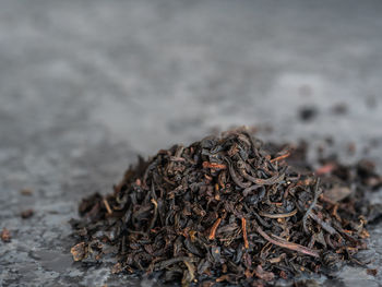 Close-up of dried plant