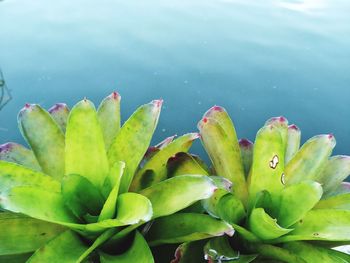 High angle view of succulent plant by lake