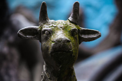 Close-up of cow