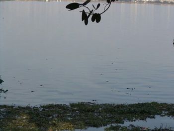 Reflection of trees in water