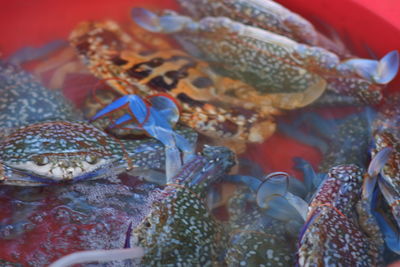 Close-up of fish swimming in sea