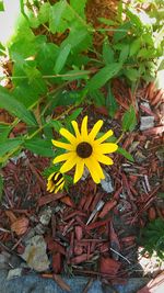 High angle view of yellow flower