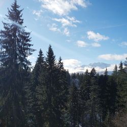 Pine trees in forest against sky