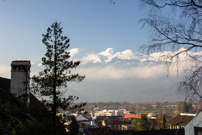 Trees and buildings in town against sky