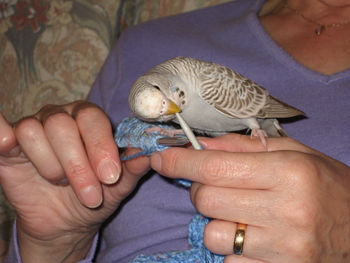 Close-up of baby hand holding bird