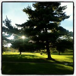 Trees in park