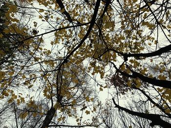 Low angle view of tree against sky