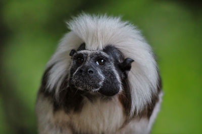 Close-up portrait of dog