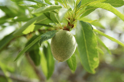 Close-up of fruit growing on tree