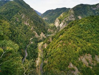 High angle view of trees on mountain