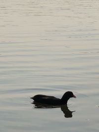 High angle view of duck swimming in lake