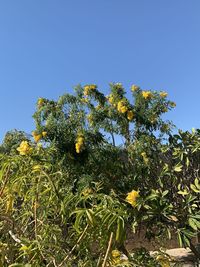 Low angle view of flowering plants against clear blue sky