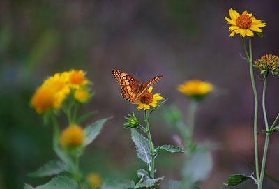 Close-up of butterfly pollinating on yellow flower